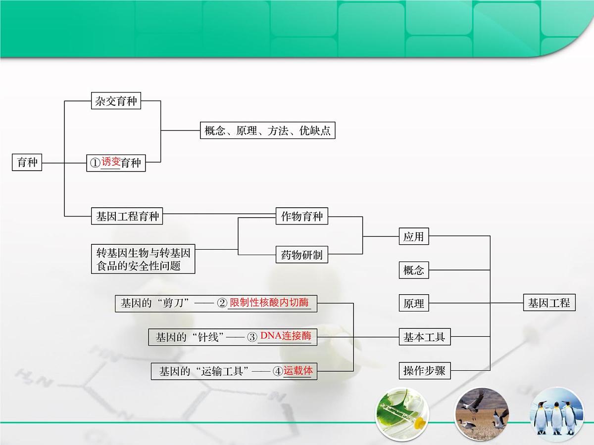 人教版 (新课标)高中生物必修2 第六章《从杂交育种到基因工程》复习课件第2页