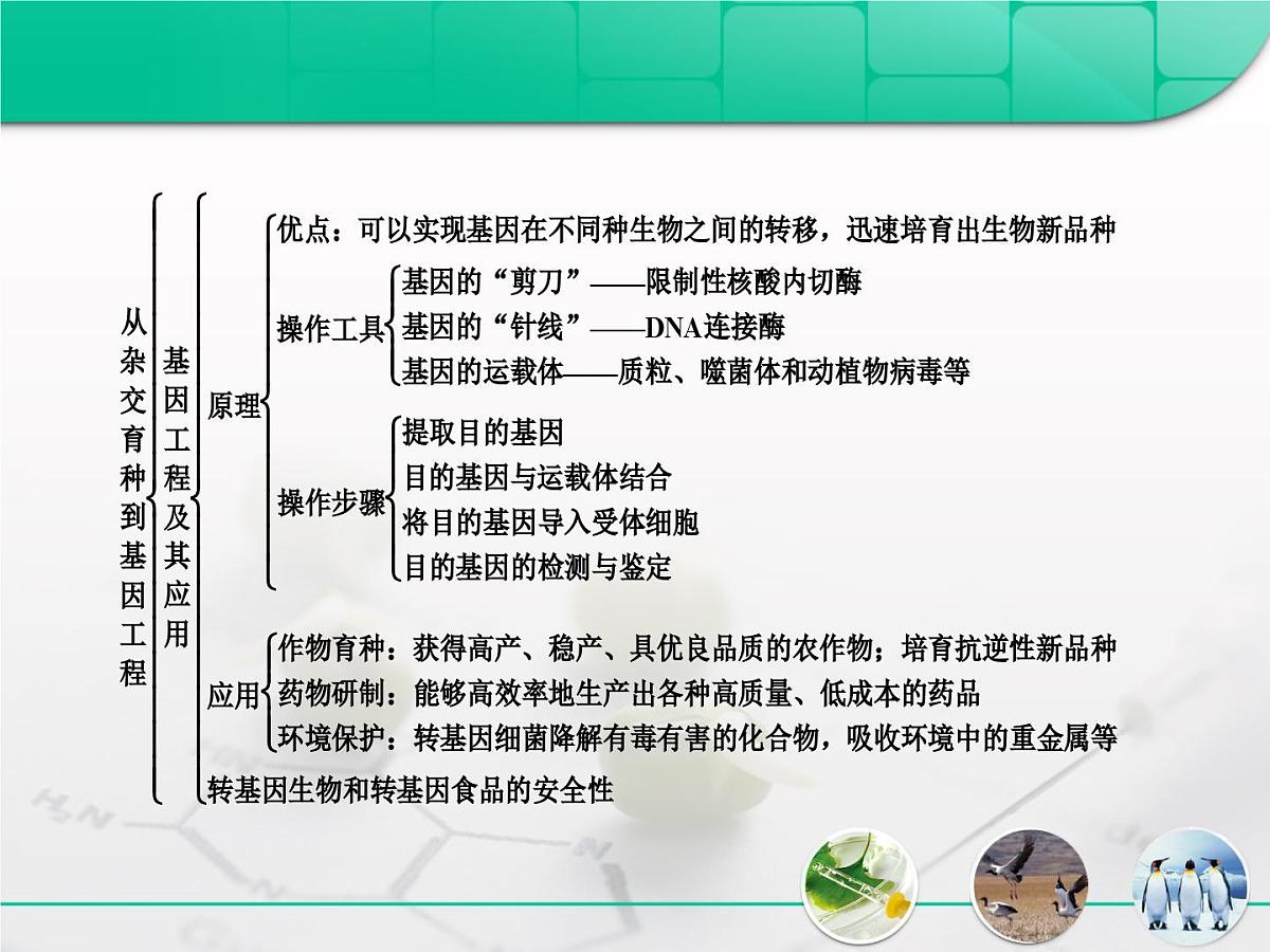 人教版 (新课标)高中生物必修2 第六章《从杂交育种到基因工程》复习课件第4页