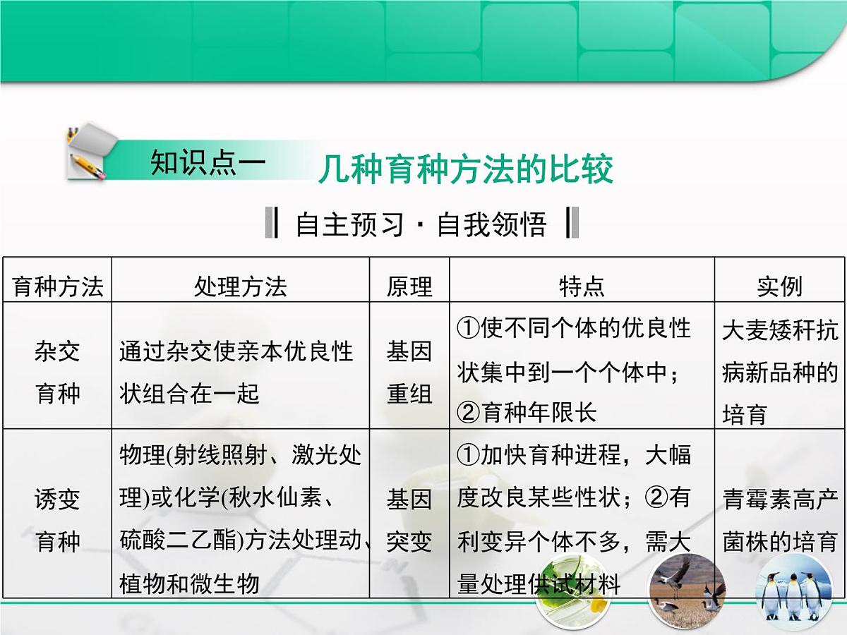 人教版 (新课标)高中生物必修2 第六章《从杂交育种到基因工程》复习课件第5页