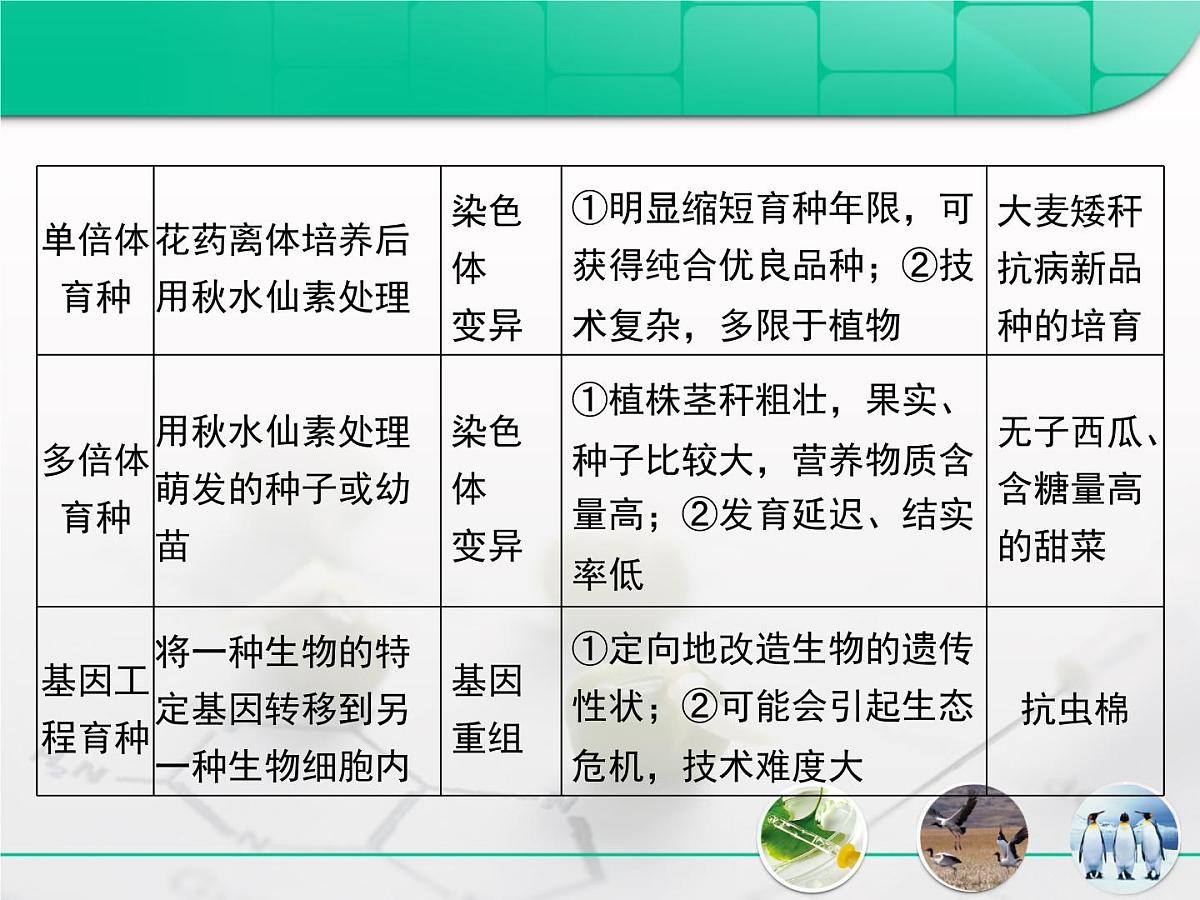 人教版 (新课标)高中生物必修2 第六章《从杂交育种到基因工程》复习课件第6页