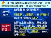 人教版 (新課標(biāo))高中生物必修2 7-1《現(xiàn)代生物進(jìn)化理論的由來》課件