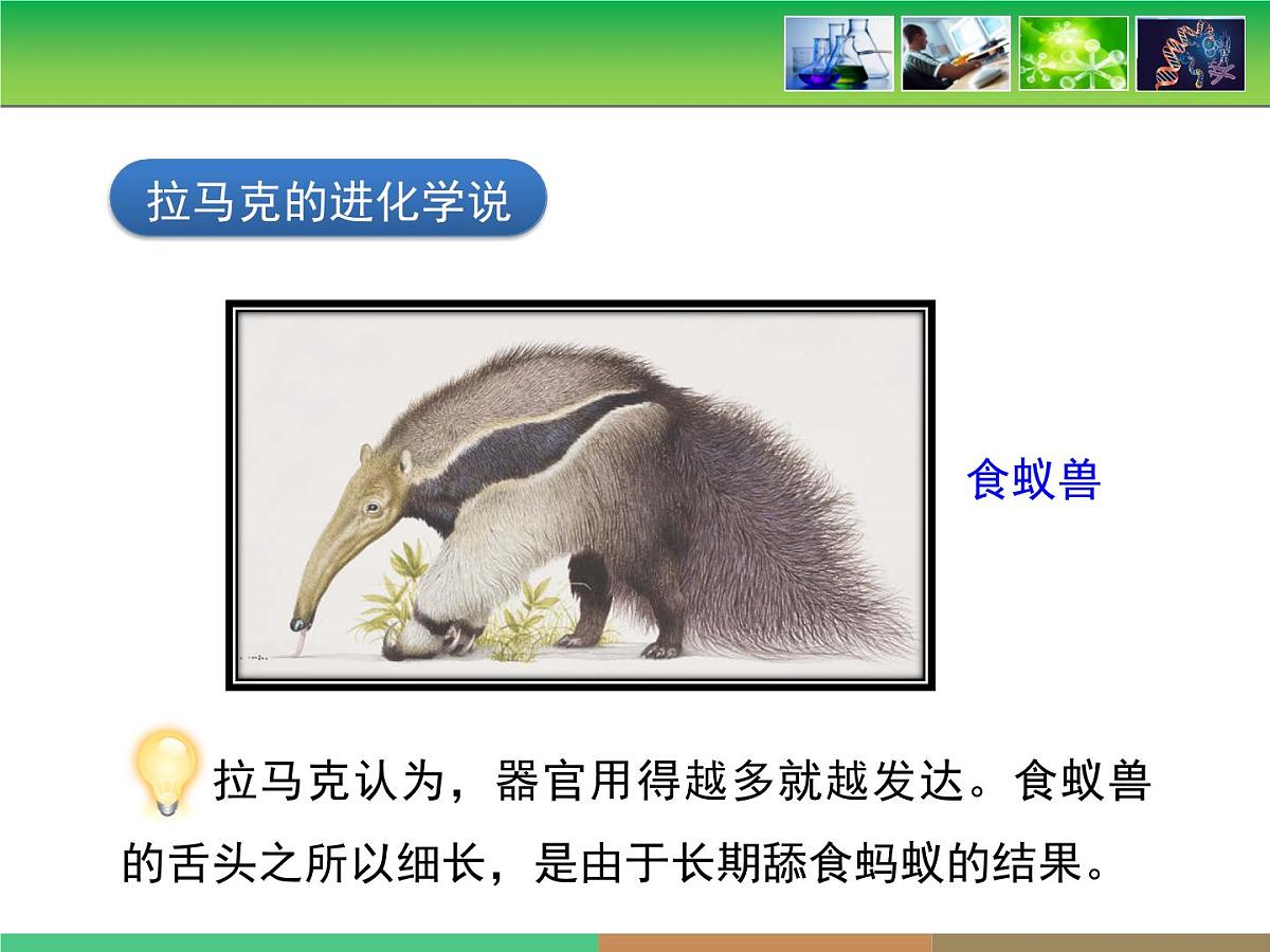 人教版 (新课标)高中生物必修2 7-1《现代生物进化理论的由来》课件第7页