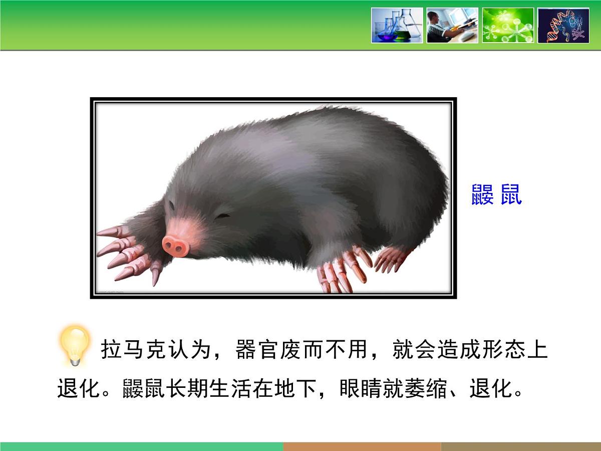 人教版 (新课标)高中生物必修2 7-1《现代生物进化理论的由来》课件第8页