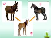 人教版 (新課標(biāo))高中生物必修2 7-2-2《隔離與物種的形成》課件