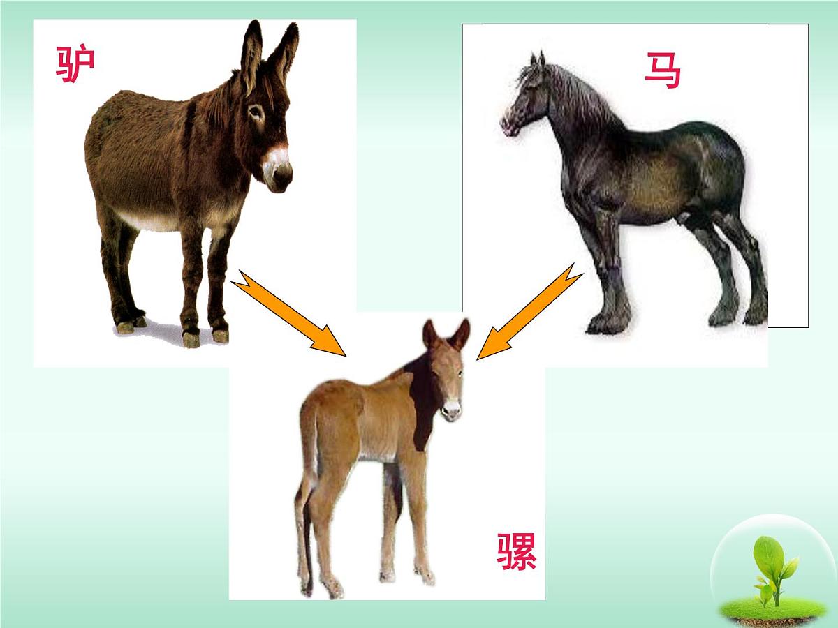 人教版 (新课标)高中生物必修2 7-2-2《隔离与物种的形成》课件第5页