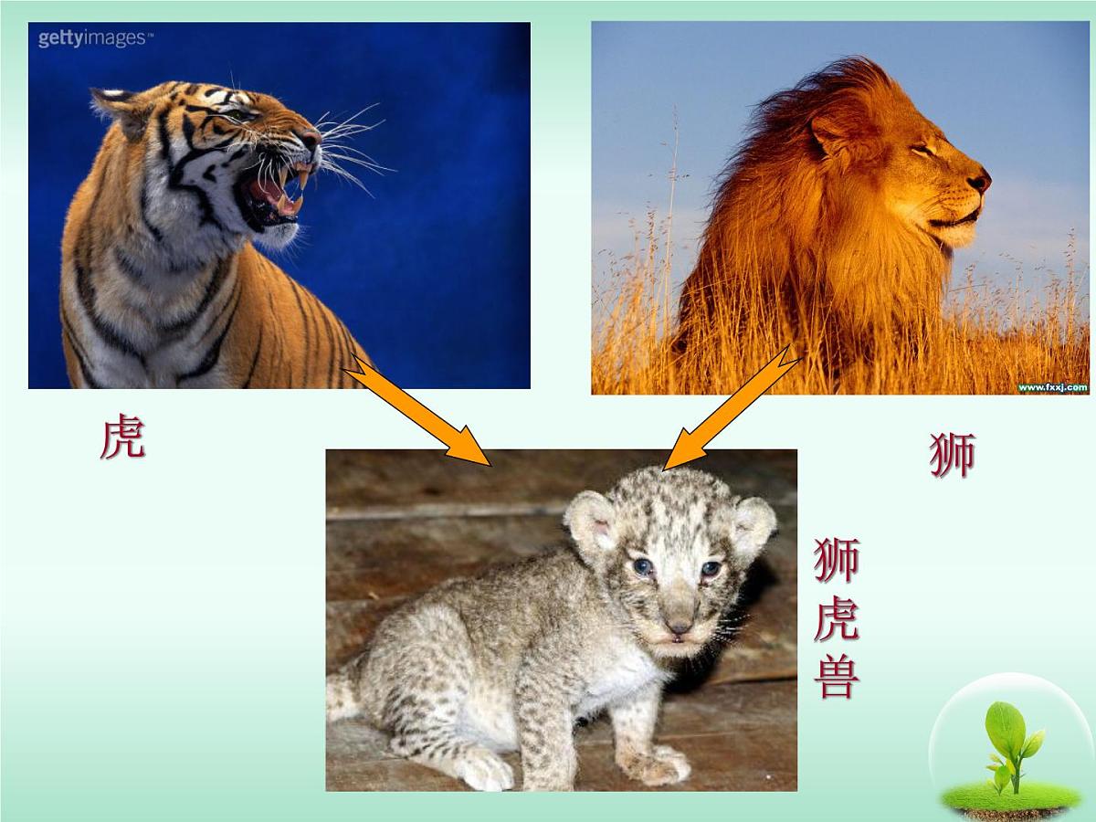 人教版 (新课标)高中生物必修2 7-2-2《隔离与物种的形成》课件第6页