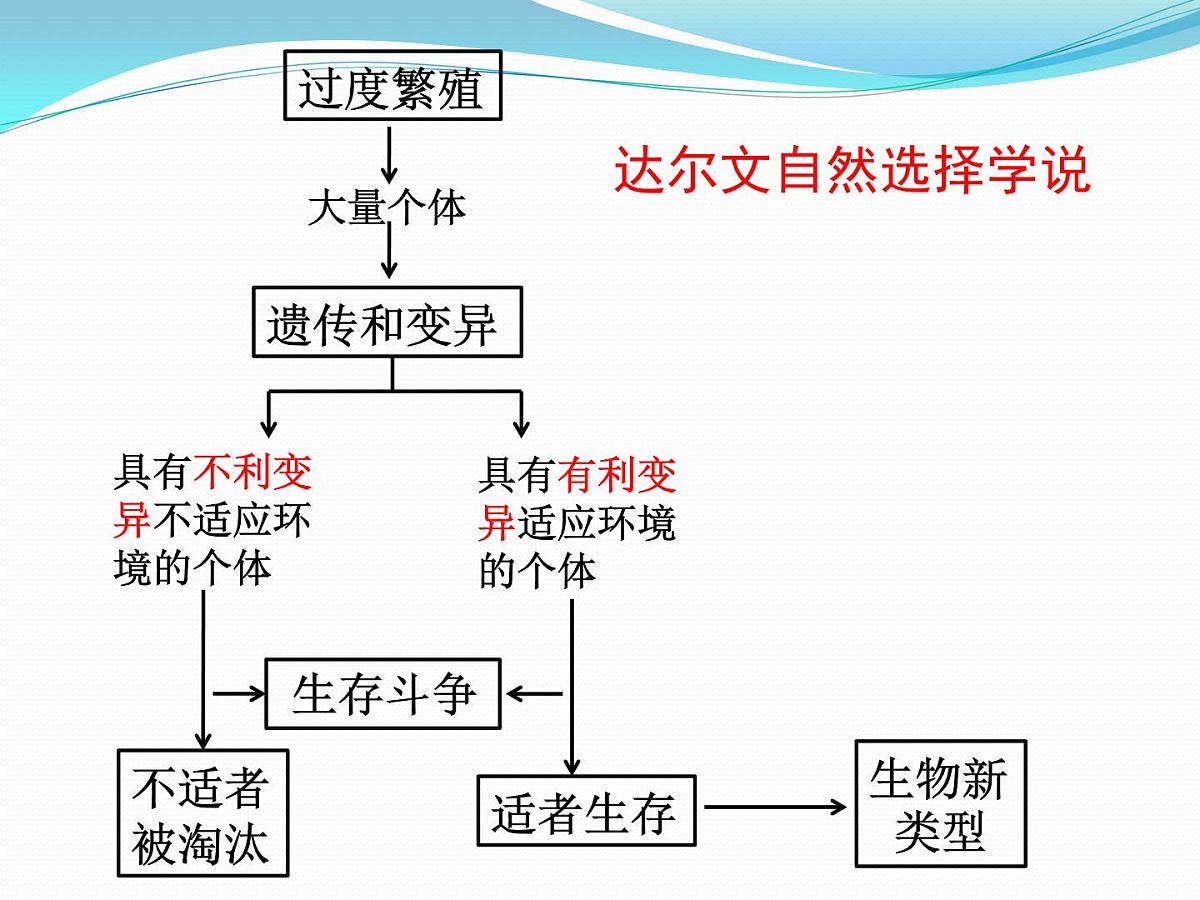 人教版 (新课标)高中生物必修2 7-2-1《种群基因频率的改变与生物进化》课件第3页