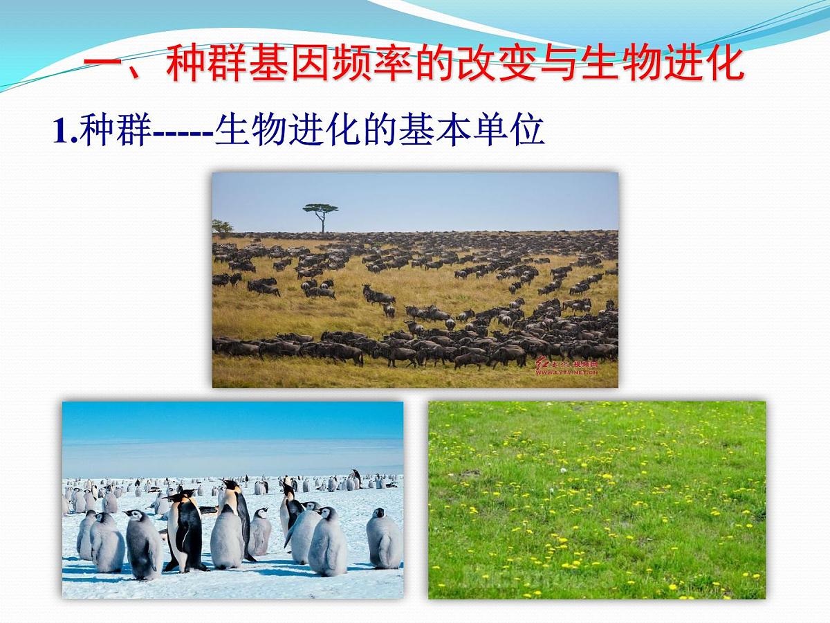 人教版 (新课标)高中生物必修2 7-2-1《种群基因频率的改变与生物进化》课件第6页