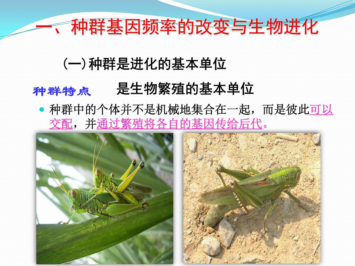 人教版 (新课标)高中生物必修2 7-2-1《种群基因频率的改变与生物进化》课件第8页