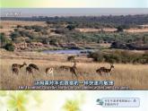 人教版 (新課標(biāo))高中生物必修2 7-2-3《共同進(jìn)化與生物多樣性的形成》課件