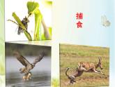 人教版 (新課標(biāo))高中生物必修2 7-2-3《共同進(jìn)化與生物多樣性的形成》課件