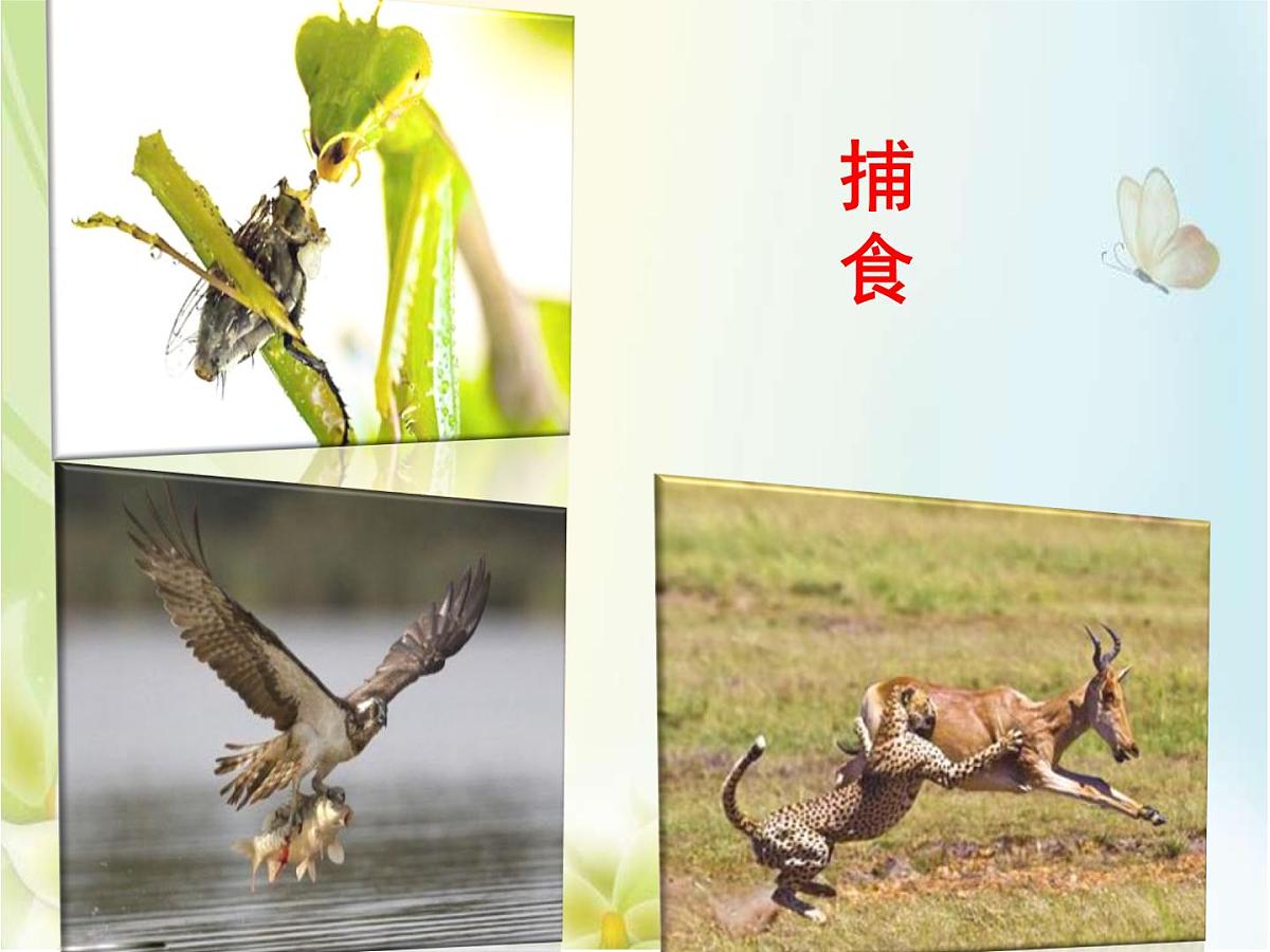 人教版 (新课标)高中生物必修2 7-2-3《共同进化与生物多样性的形成》课件第4页