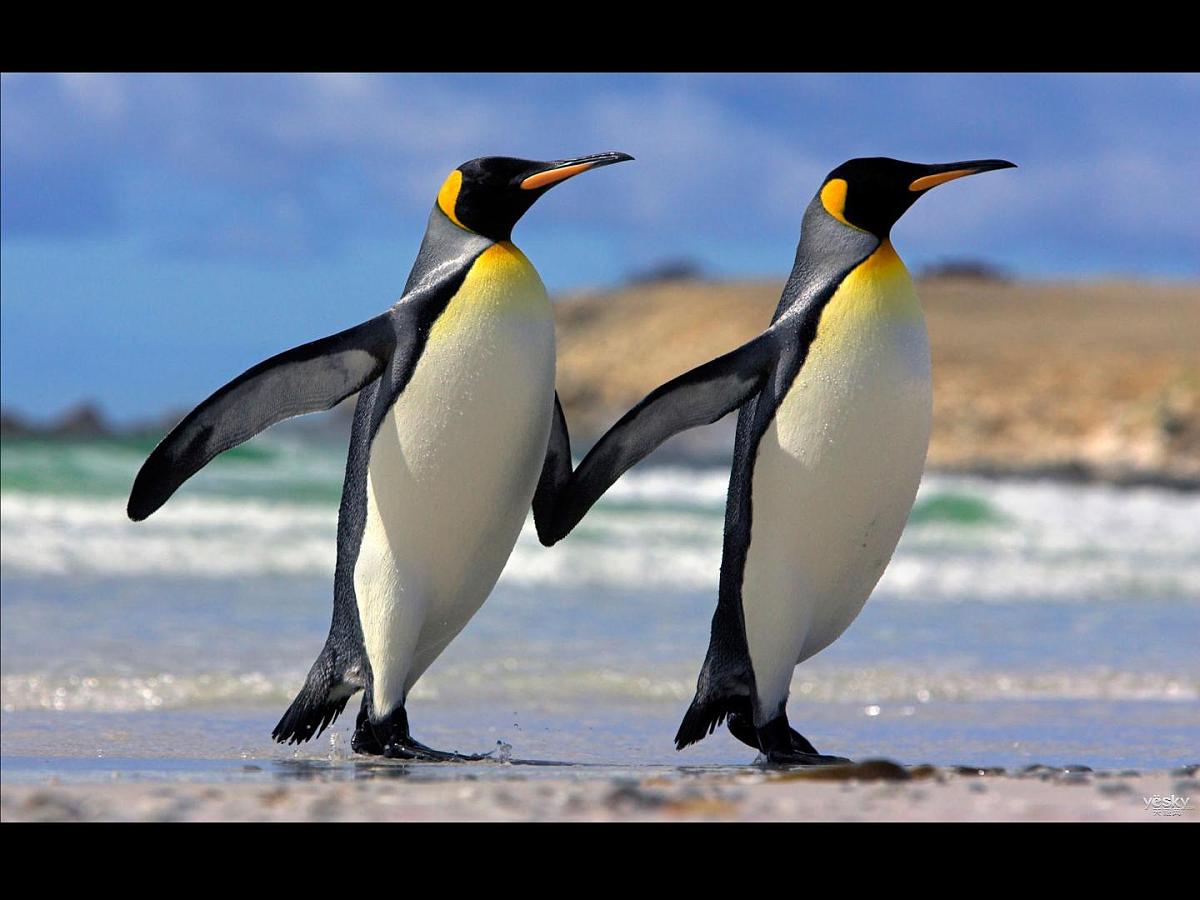 人教版 (新课标)高中生物必修2 7-2-2《隔离与物种的形成》课件第1页