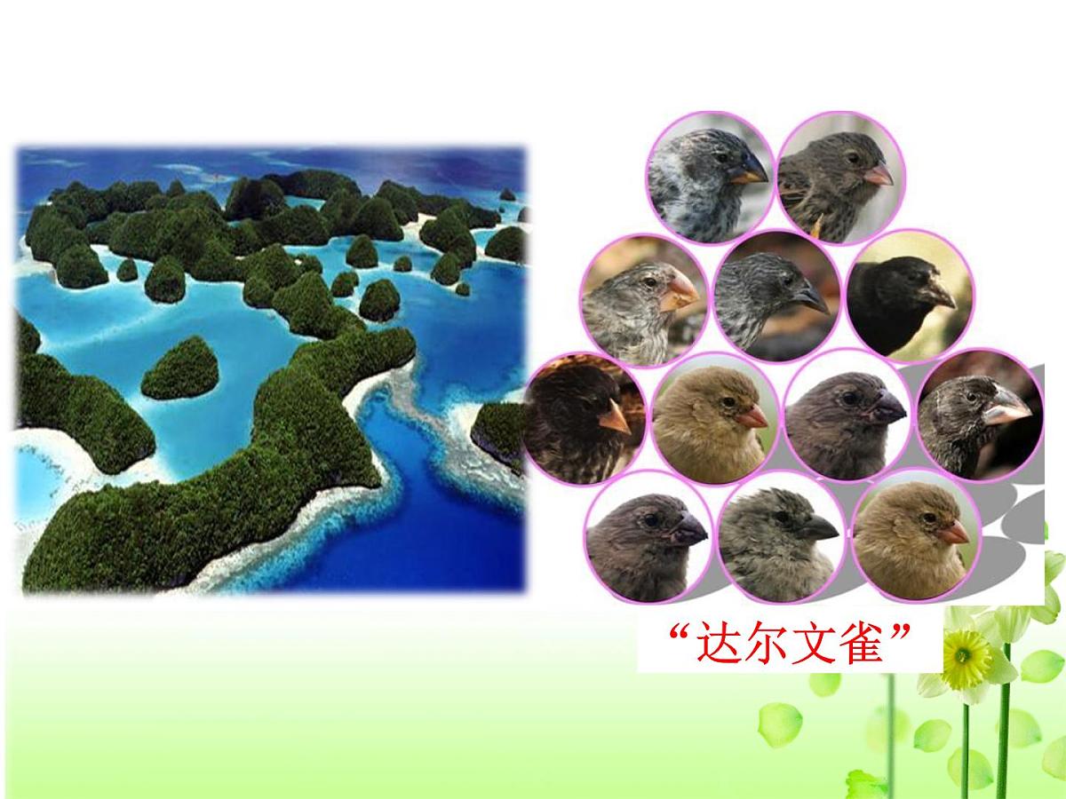 人教版 (新课标)高中生物必修2 7-2-2《隔离与物种的形成》课件第4页