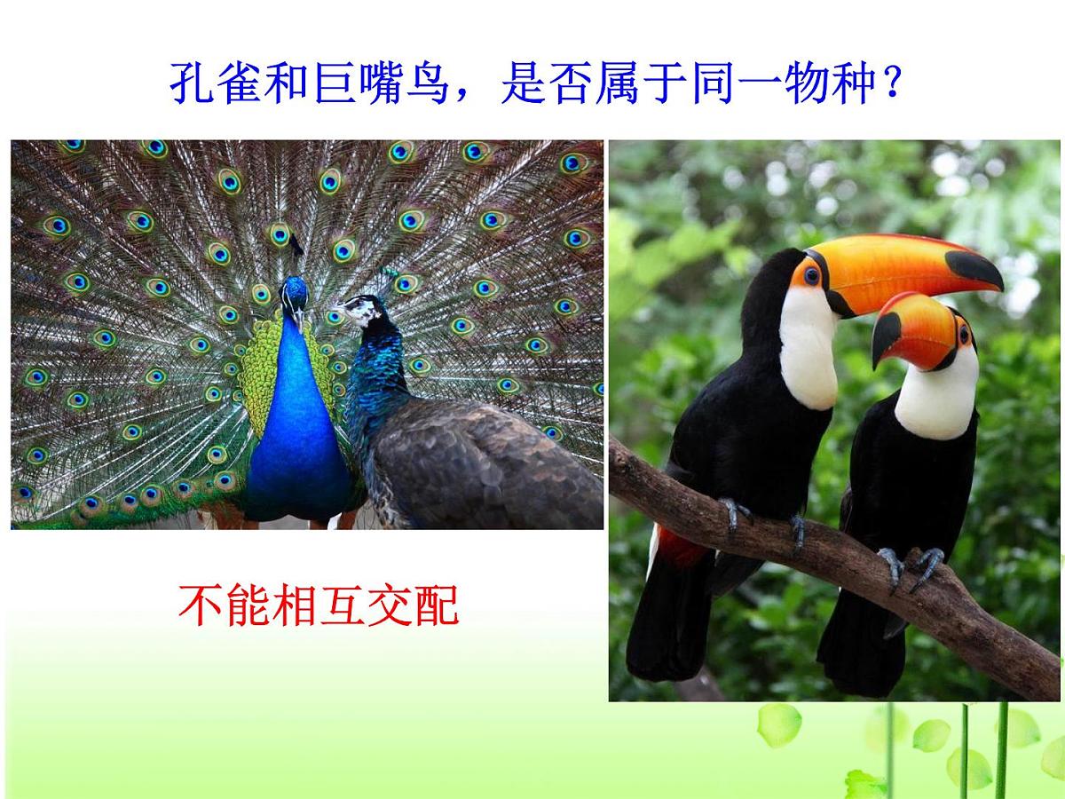 人教版 (新课标)高中生物必修2 7-2-2《隔离与物种的形成》课件第8页