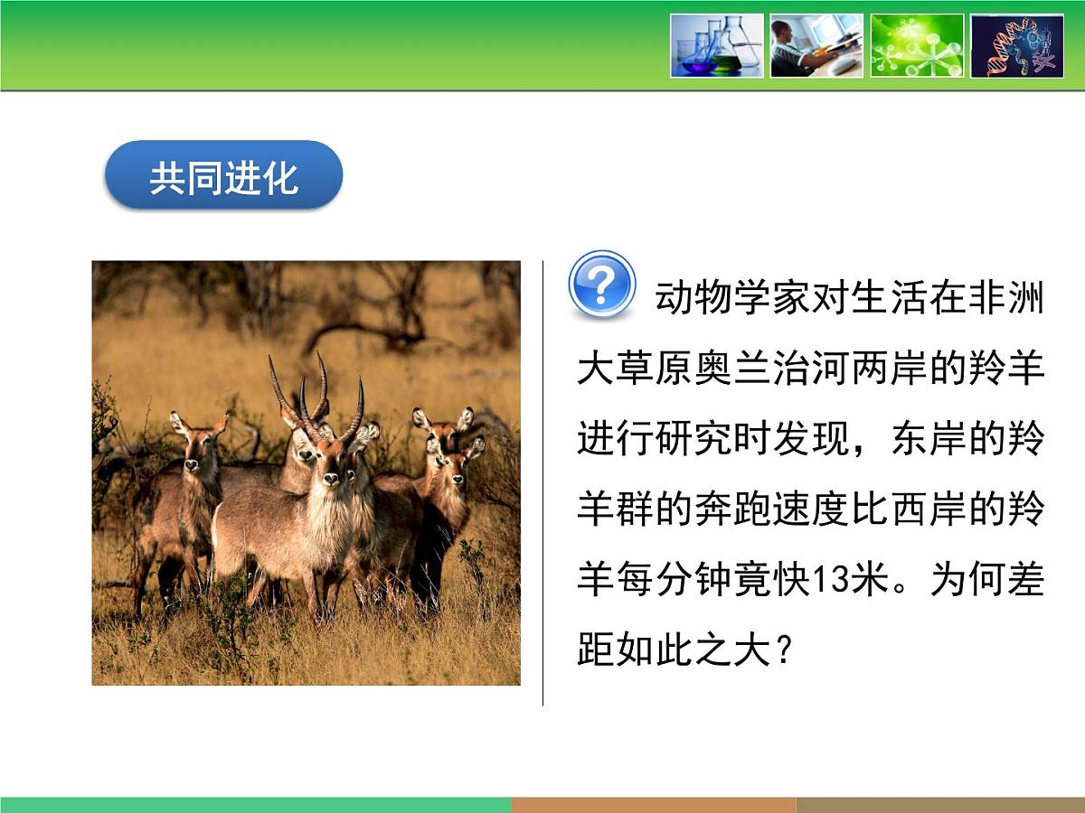 人教版 (新课标)高中生物必修2 第七章《现代生物进化理论的主要内容》第3课时课件第6页