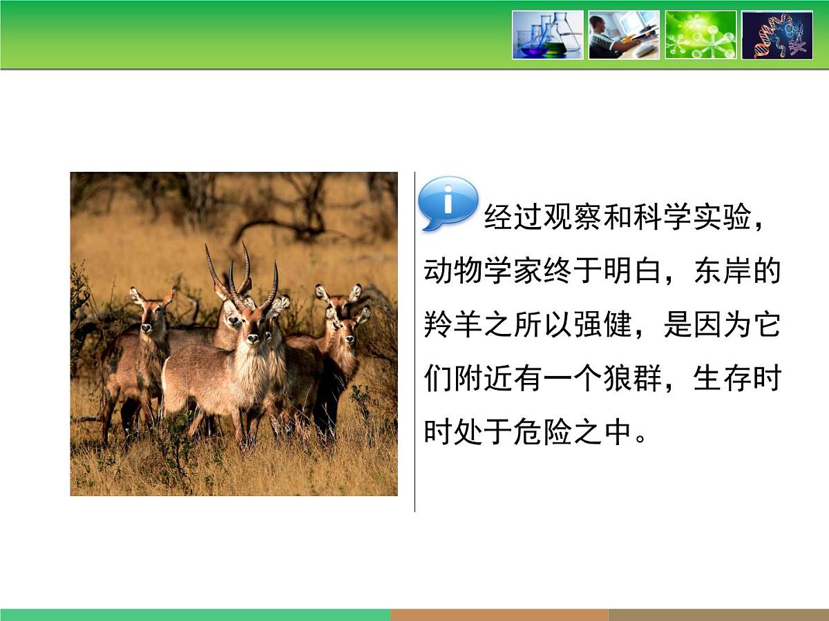 人教版 (新课标)高中生物必修2 第七章《现代生物进化理论的主要内容》第3课时课件第7页