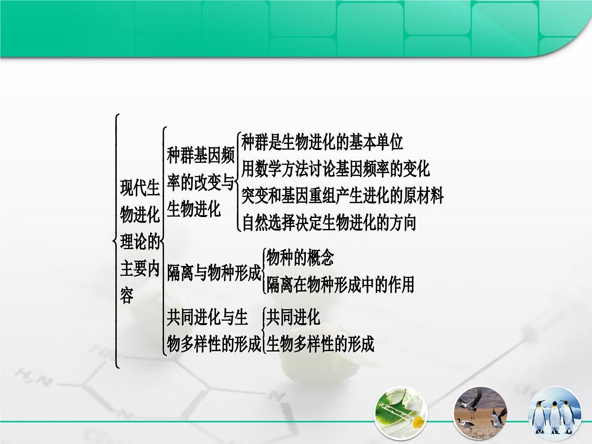 人教版 (新课标)高中生物必修2 第七章《现代生物进化理论》复习课件第4页