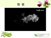 人教版 (新課標(biāo))高中生物 必修2 1-1《孟德爾的豌豆雜交實(shí)驗(yàn)（一）》課件