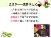人教版 (新課標(biāo))高中生物 必修2 1-1《孟德爾的豌豆雜交實(shí)驗(yàn)（一）》課件
