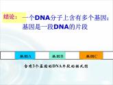 人教版 (新課標(biāo))高中生物必修2 3-4《基因是具有遺傳效應(yīng)的DNA片段》課件