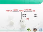 人教版 (新課標(biāo))高中生物必修3 1-2《內(nèi)環(huán)境穩(wěn)態(tài)的重要性》課件