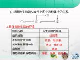 人教版 (新課標(biāo))高中生物必修3 第一章《人體的內(nèi)環(huán)境與穩(wěn)態(tài)》復(fù)習(xí)課件