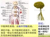 人教版 (新課標(biāo))高中生物必修3 2-1《通過神經(jīng)系統(tǒng)的調(diào)節(jié)（第2課時(shí)）》課件