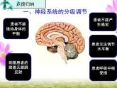 人教版 (新課標(biāo))高中生物必修3 2-1《通過神經(jīng)系統(tǒng)的調(diào)節(jié)（第2課時(shí)）》課件