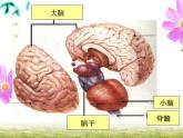 人教版 (新課標(biāo))高中生物必修3 2-1《通過神經(jīng)系統(tǒng)的調(diào)節(jié)（第2課時(shí)）》課件