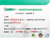 人教版 (新課標(biāo))高中生物必修3 2-1《通過神經(jīng)系統(tǒng)的調(diào)節(jié)》復(fù)習(xí)課件