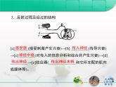 人教版 (新課標(biāo))高中生物必修3 2-1《通過神經(jīng)系統(tǒng)的調(diào)節(jié)》復(fù)習(xí)課件