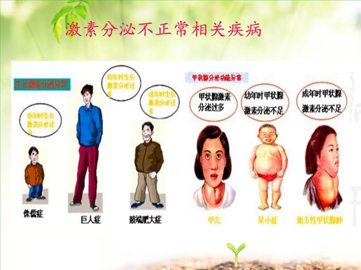 人教版 (新课标)高中生物必修3 2-2《通过激素的调节（第2课时）》课件第2页