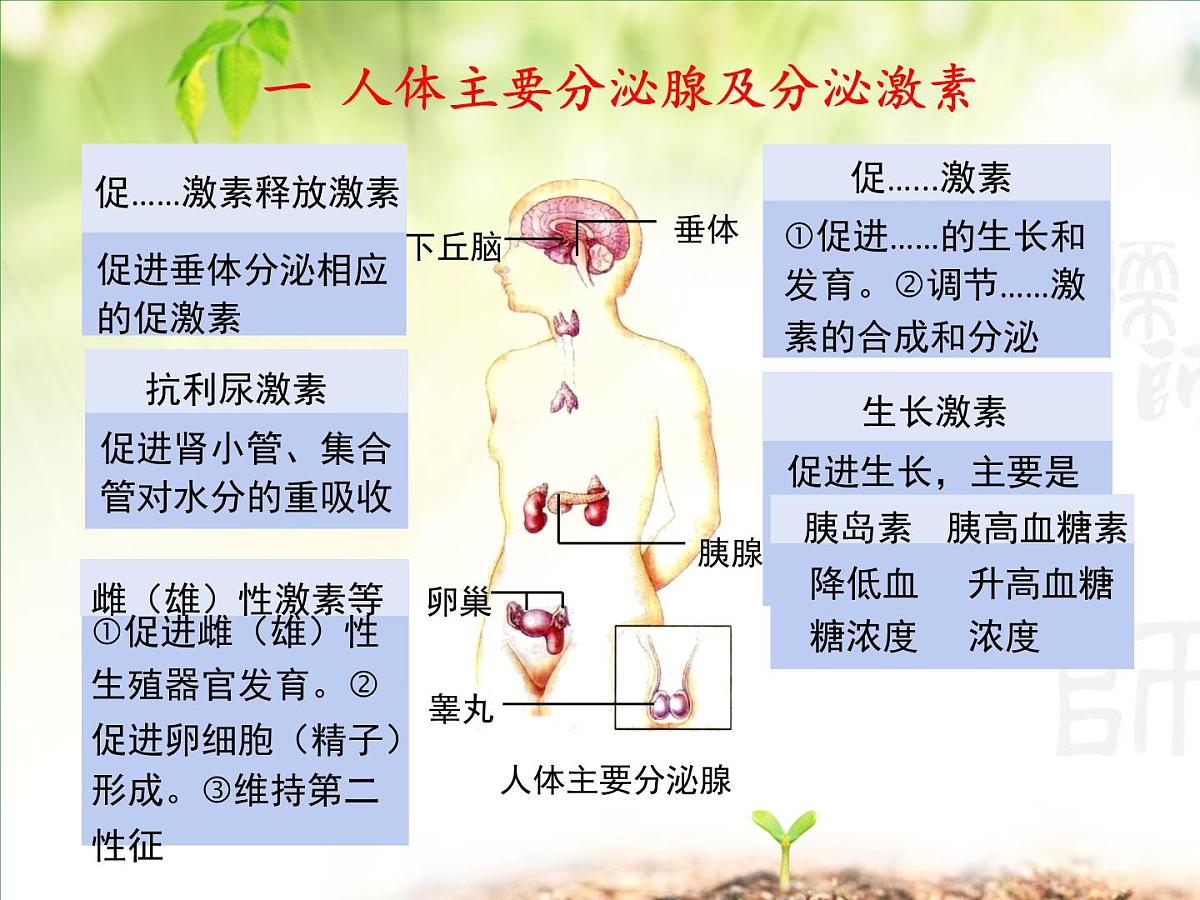 人教版 (新课标)高中生物必修3 2-2《通过激素的调节（第2课时）》课件第4页