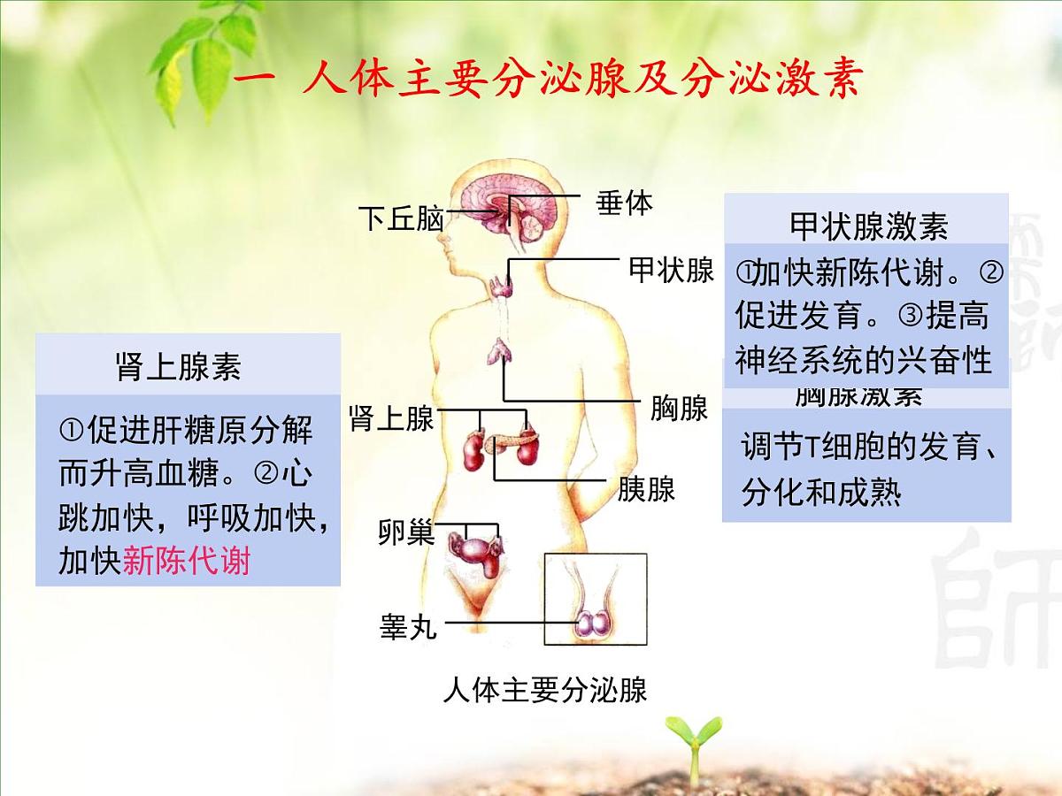 人教版 (新课标)高中生物必修3 2-2《通过激素的调节（第2课时）》课件第5页