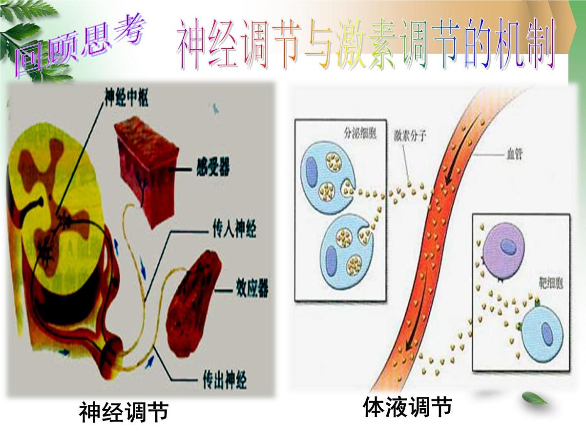 人教版 (新课标)高中生物必修3 2-3《神经调节与体液调节的关系》课件第5页