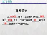 人教版 (新課標)高中生物必修3 2-3《神經調節(jié)和體液調節(jié)的關系》課件