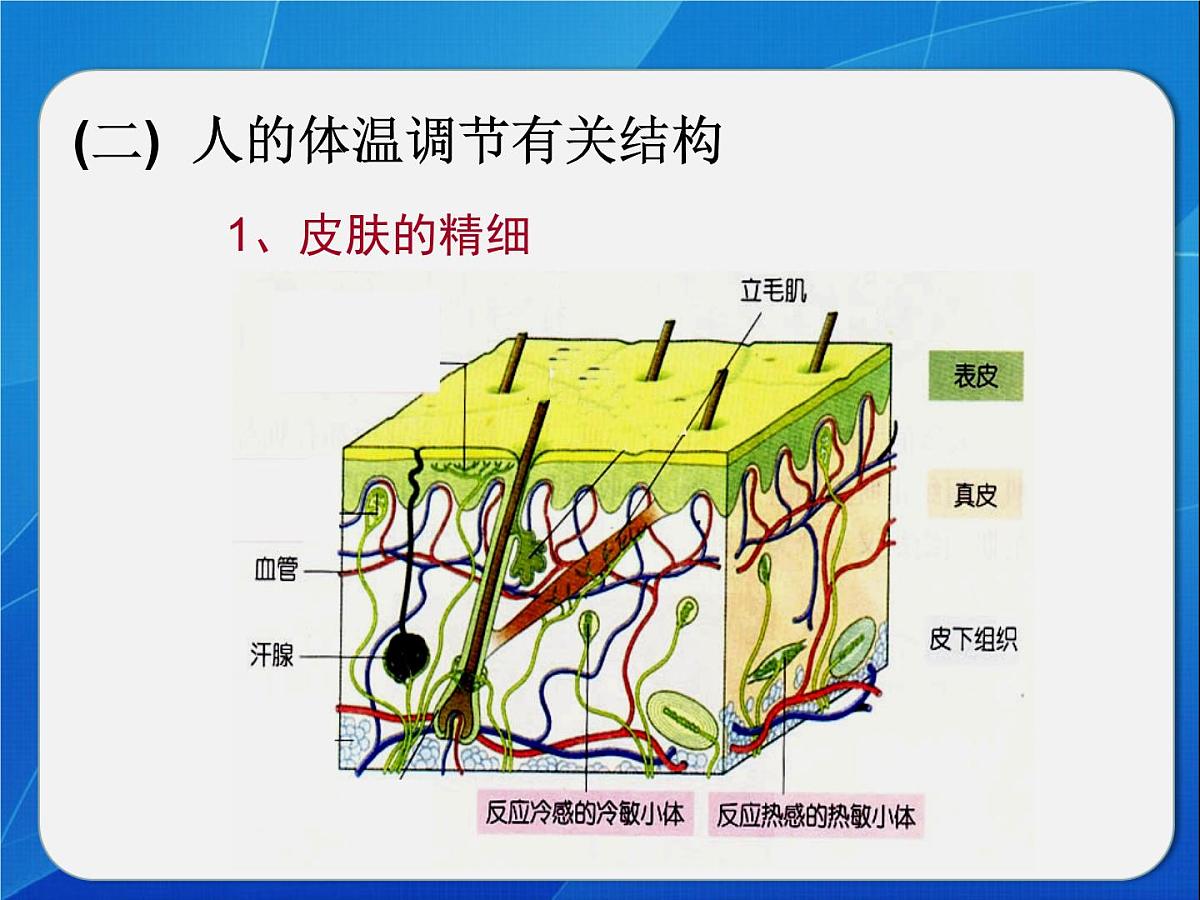 人教版 (新课标)高中生物必修3 2-3《神经调节和体液调节的关系》课件第8页