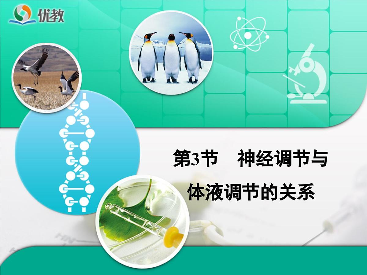人教版 (新课标)高中生物必修3 2-3《神经调节与体液调节的关系》复习课件第1页
