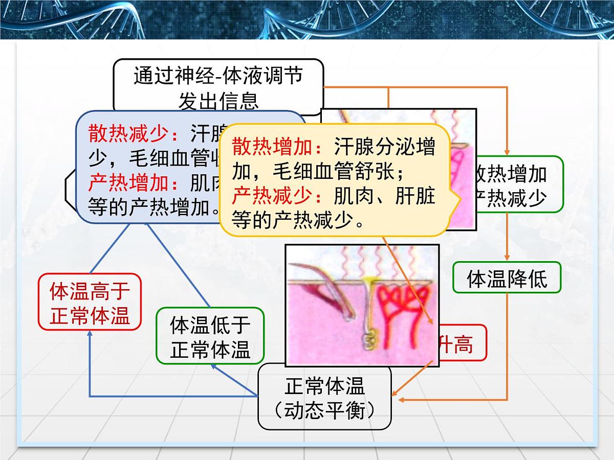 人教版 (新课标)高中生物必修3 2-3《神经调节与体液调节的关系》课件第8页