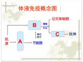 人教版 (新課標(biāo))高中生物必修3 2-4《免疫調(diào)節(jié)（第2課時(shí)）》課件