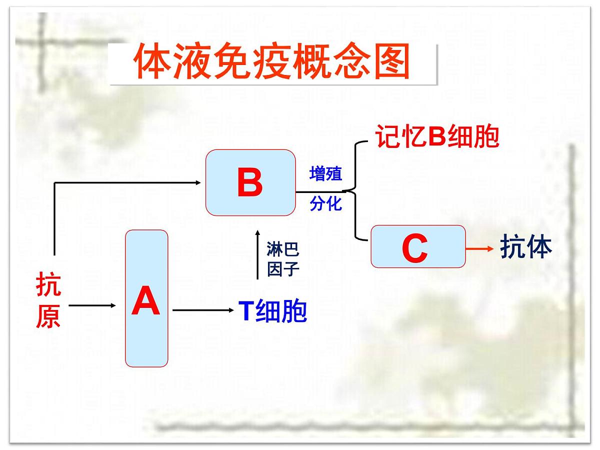 人教版 (新课标)高中生物必修3 2-4《免疫调节（第2课时）》课件第3页