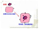 人教版 (新課標(biāo))高中生物必修3 2-4《免疫調(diào)節(jié)（第2課時(shí)）》課件