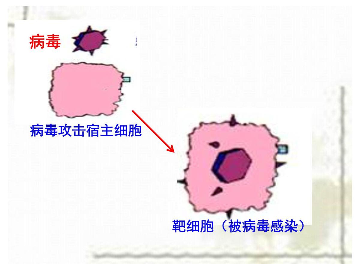 人教版 (新课标)高中生物必修3 2-4《免疫调节（第2课时）》课件第5页