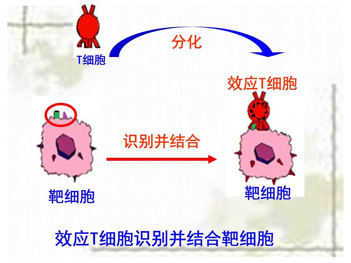 人教版 (新课标)高中生物必修3 2-4《免疫调节（第2课时）》课件第8页