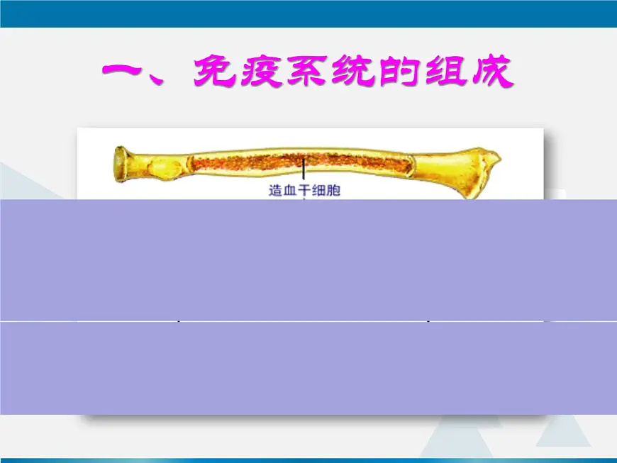 人教版 (新课标)高中生物必修3 2-4《免疫调节（第1课时）》课件第6页