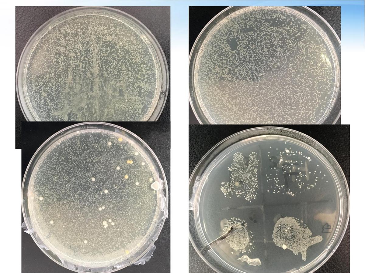 人教版 (新课标)高中生物必修3 2-4《免疫调节（第1课时）》课件第6页