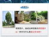人教版 (新課標)高中生物必修3 3-1《植物生長素的發(fā)現(xiàn)》課件