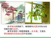 人教版 (新課標)高中生物必修3 3-1《植物生長素的發(fā)現(xiàn)》課件