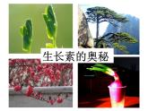 人教版 (新課標(biāo))高中生物必修3 3-2《生長(zhǎng)素的生理作用》課件